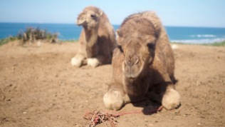 kameleita kyllästyttää